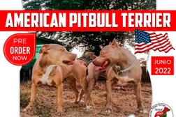 American Pitbull Terrier - apbtchiriqui
